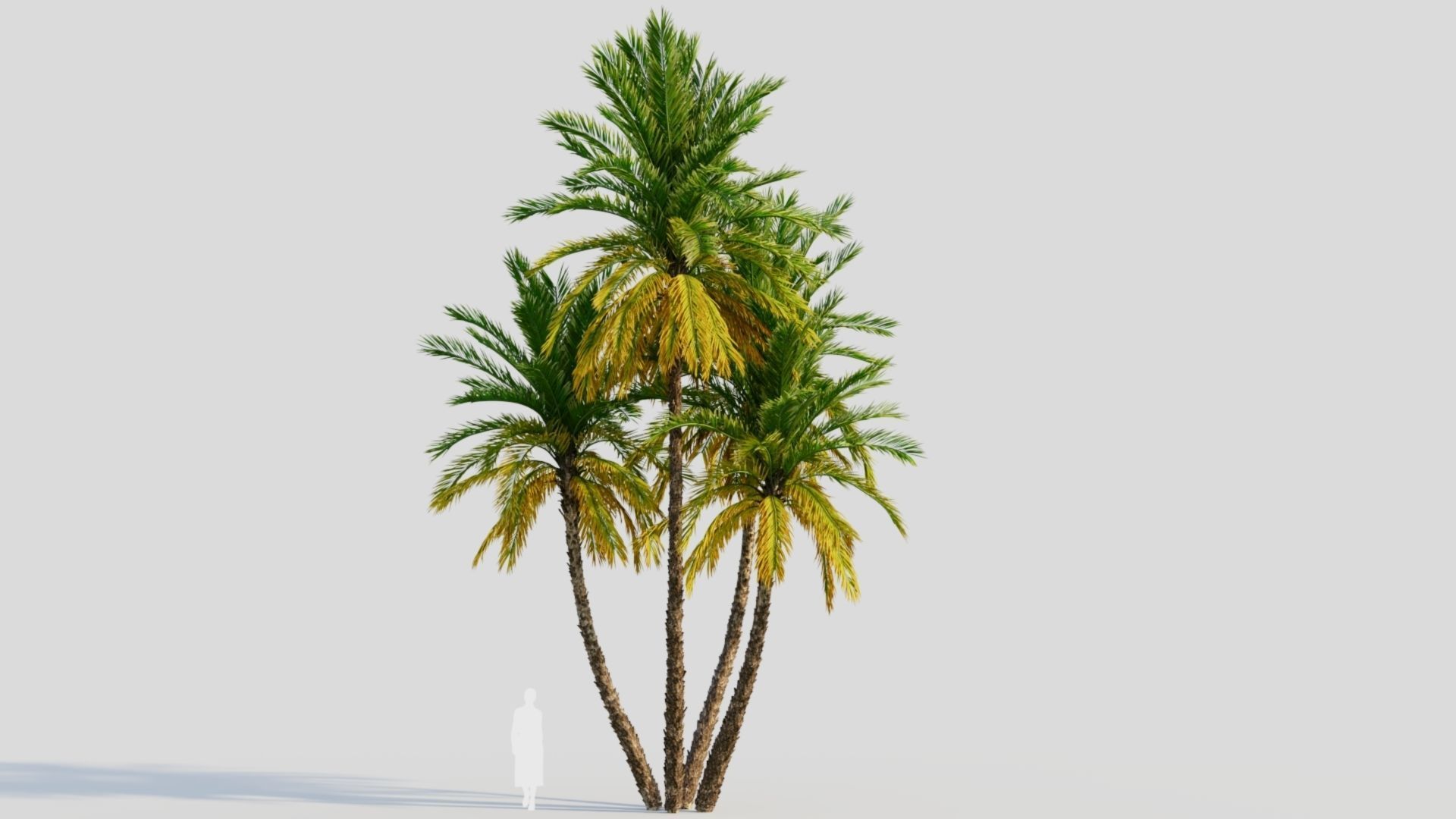 Phoenix dactylifera b 3D model_9