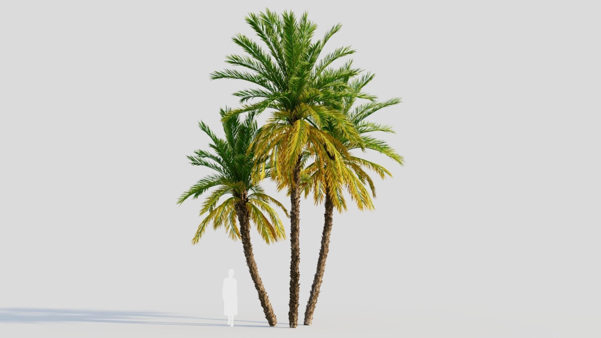 Phoenix dactylifera b 3D model_8