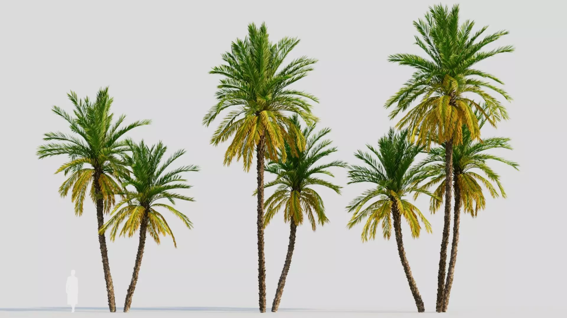 Phoenix dactylifera c 3D model