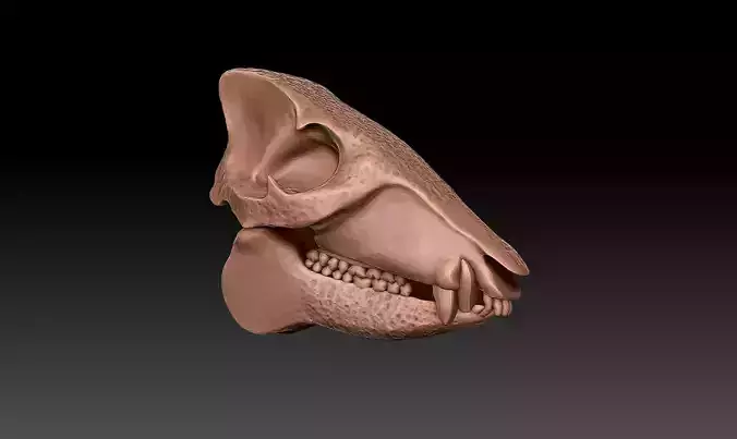 ANIMAL SKULL