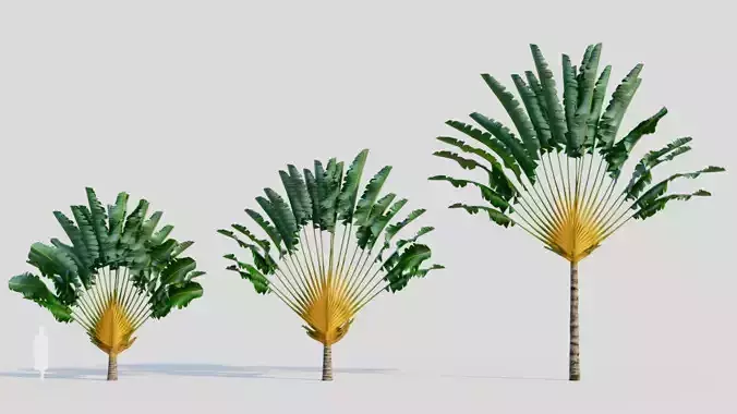 Ravenala madagascariensis a