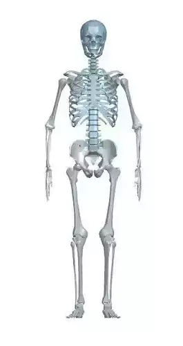 Anatomy
