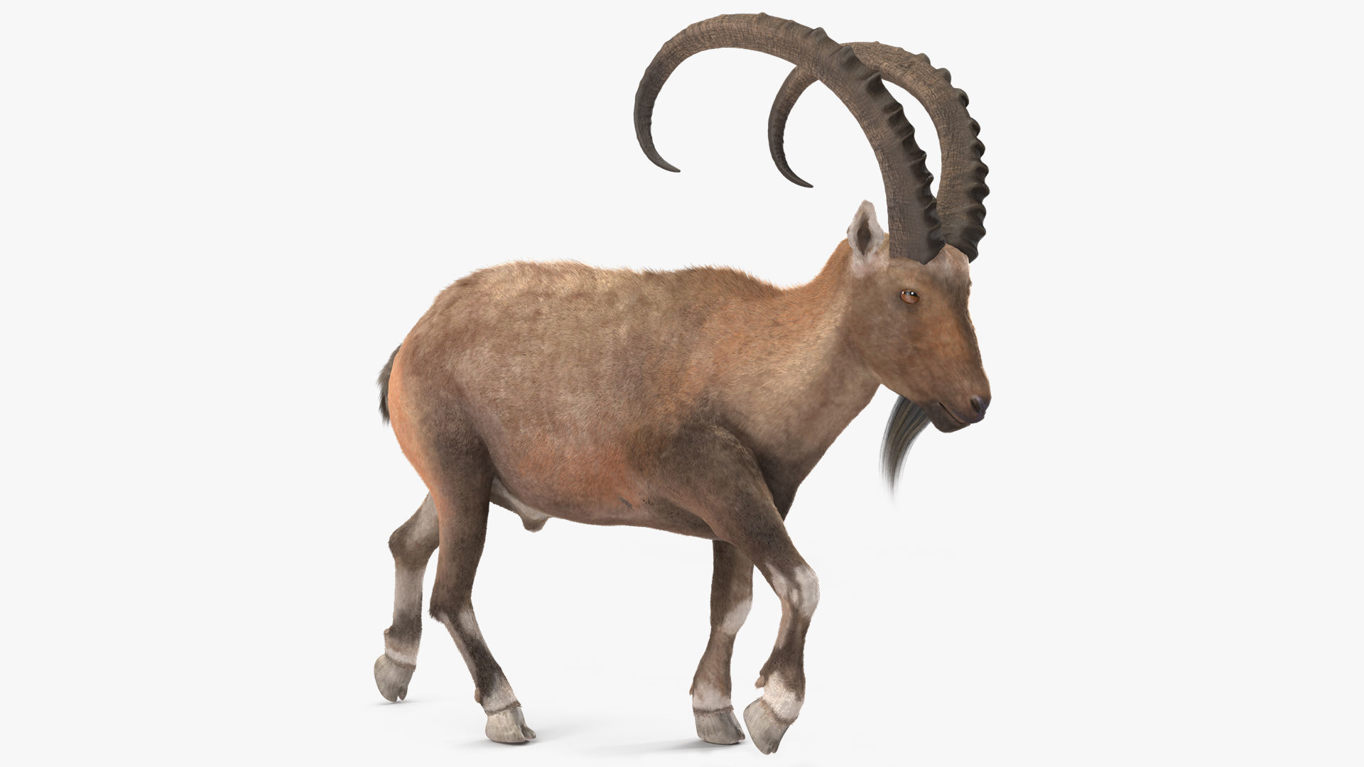 Alpine Ibex in Walking Pose Fur 3D model