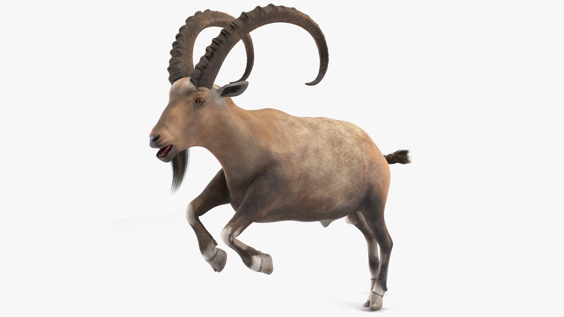 Alpine Ibex Rigged 3D model