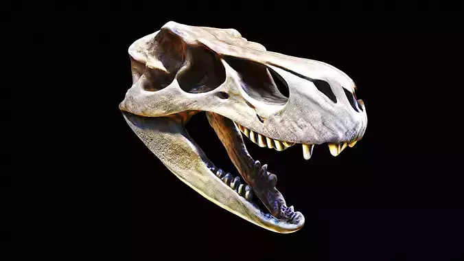 t-rex skull