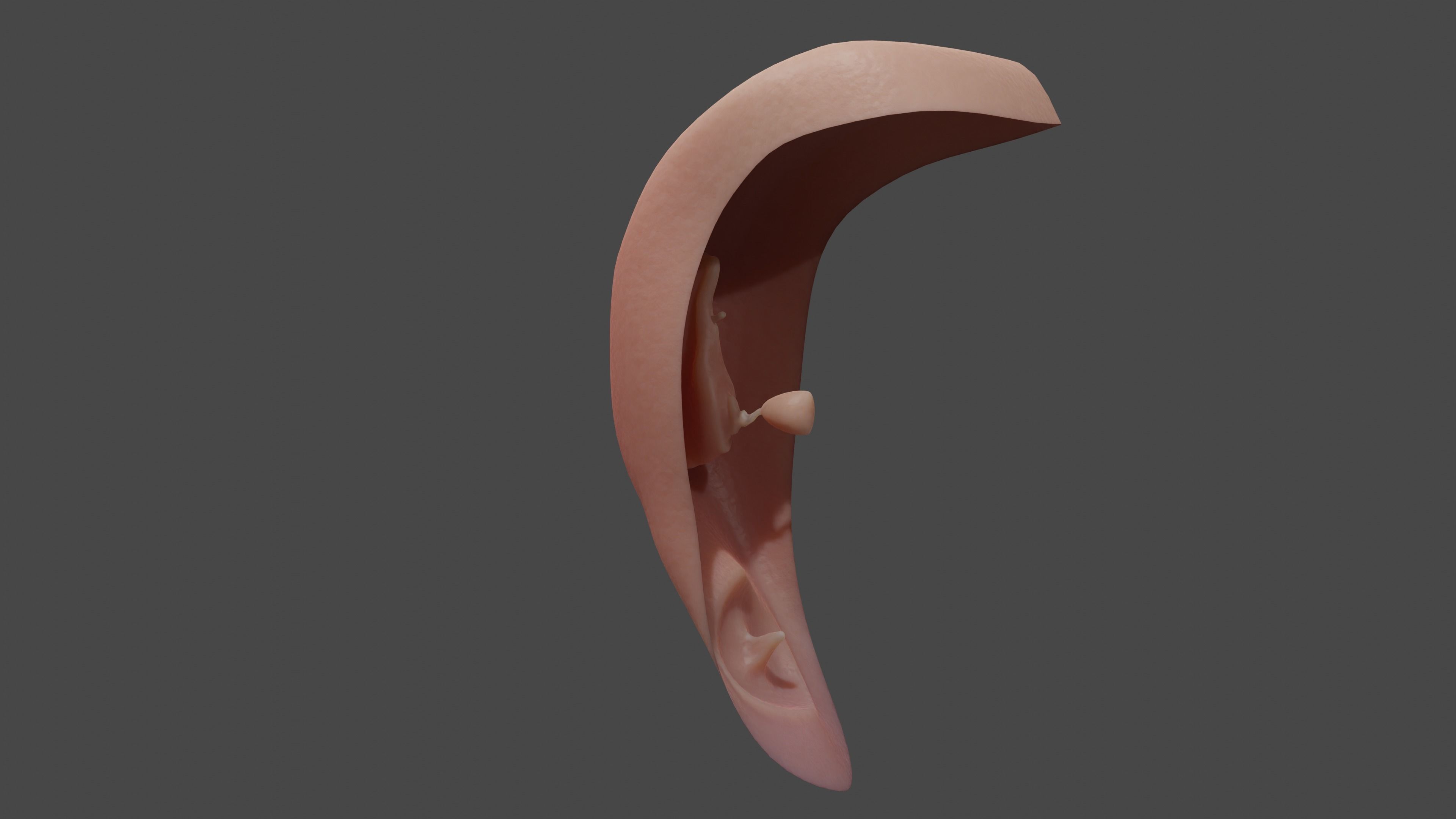 Realistic Vagina Lowpoly Low-poly 3D model_8