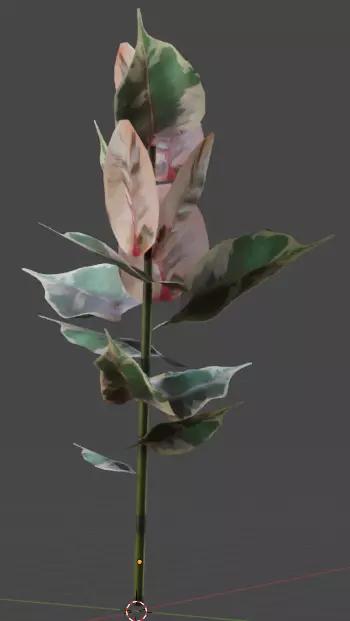 Ruby Ficus Free low-poly 3D model_0