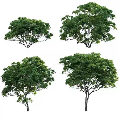 Ficus lyrata - Fiddle Leaf Fig