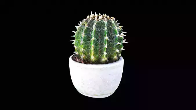 awesome plastic cactus