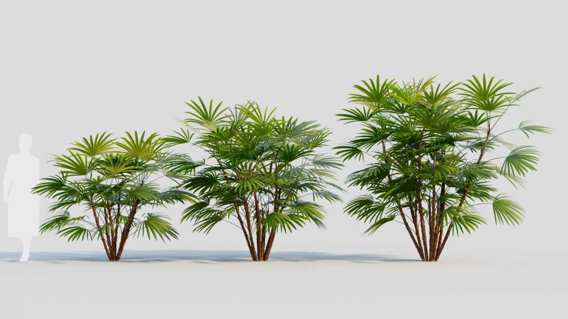 Rhapis humilis a 3D model