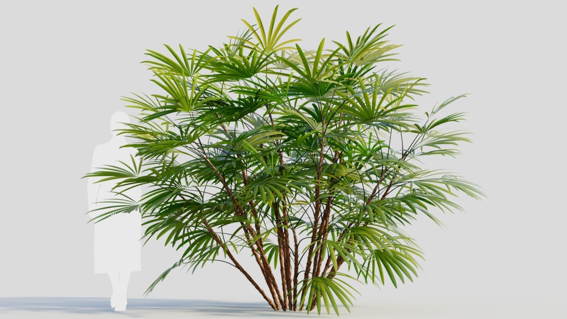 Rhapis humilis b 3D model_8