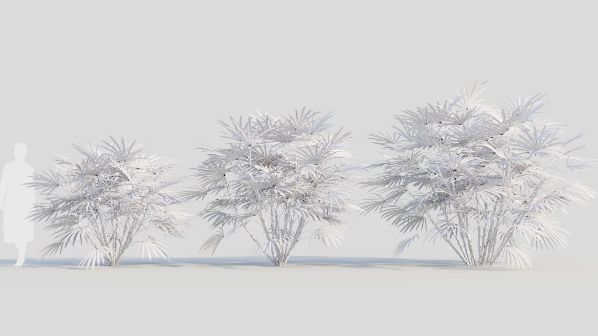 Rhapis humilis b 3D model_9