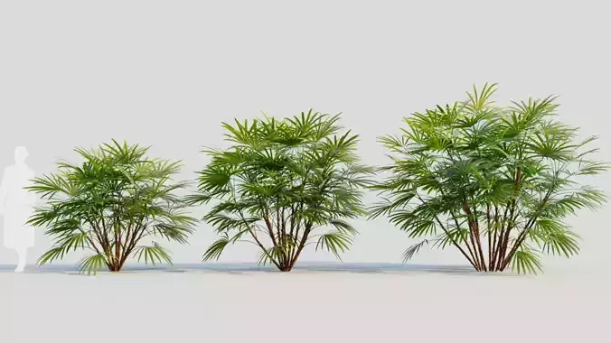 Rhapis humilis b 3D model