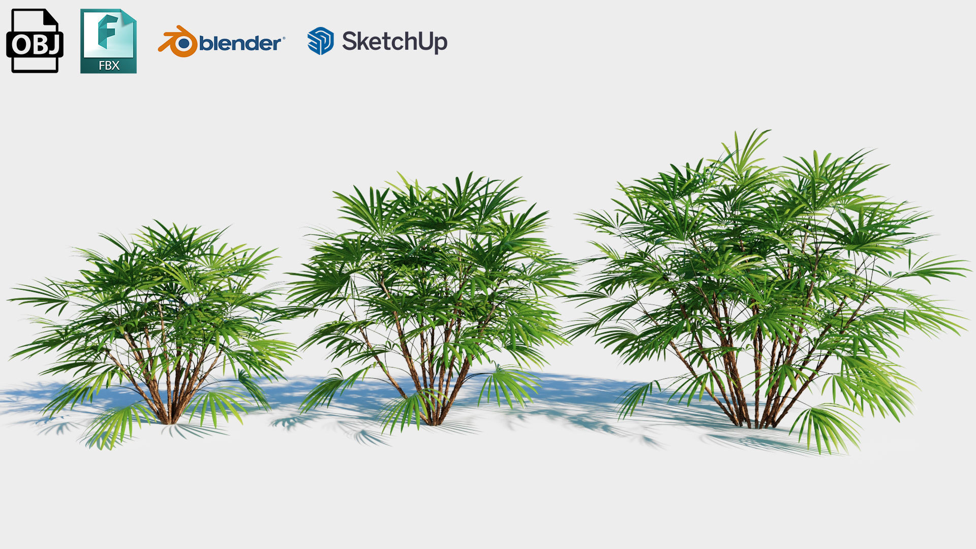 Rhapis humilis b 3D model_1