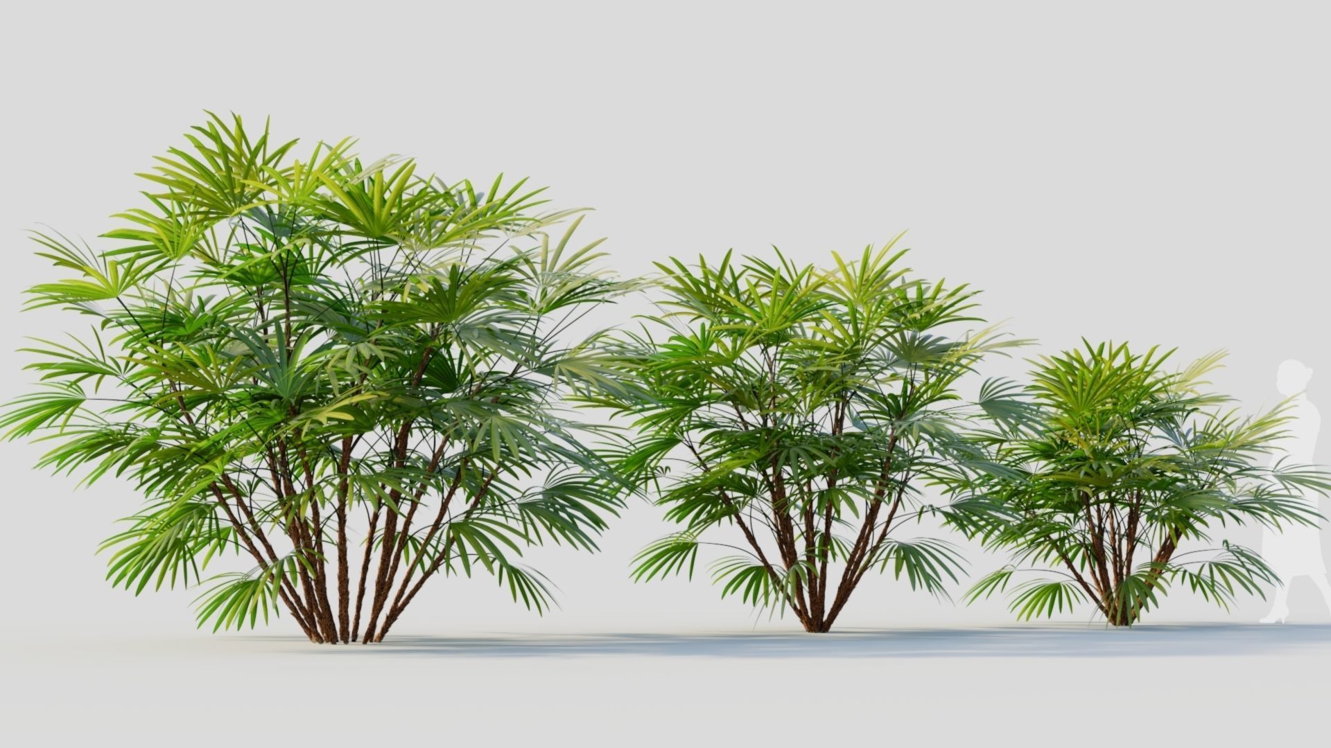 Rhapis humilis b 3D model_5