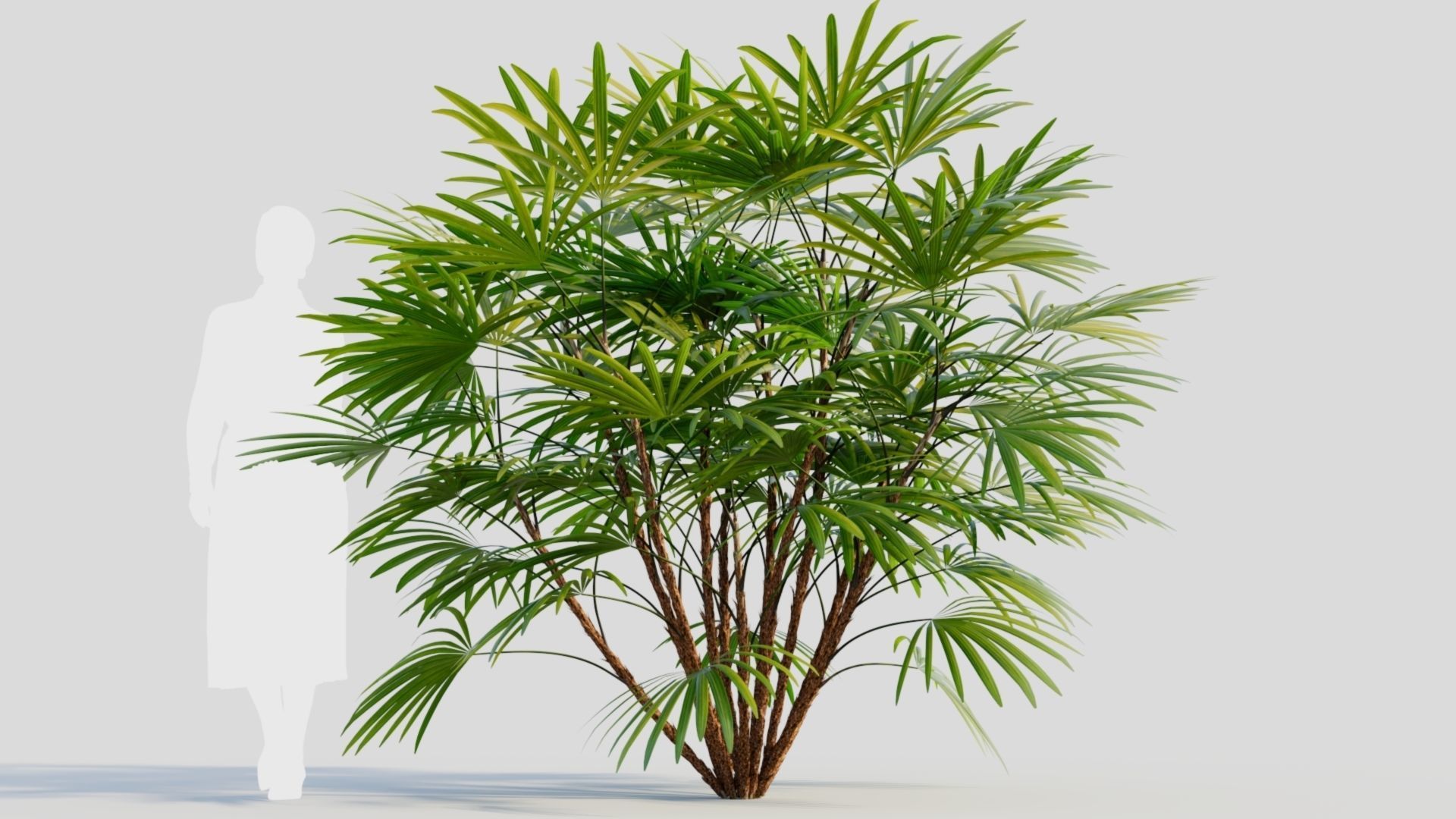 Rhapis humilis b 3D model_7