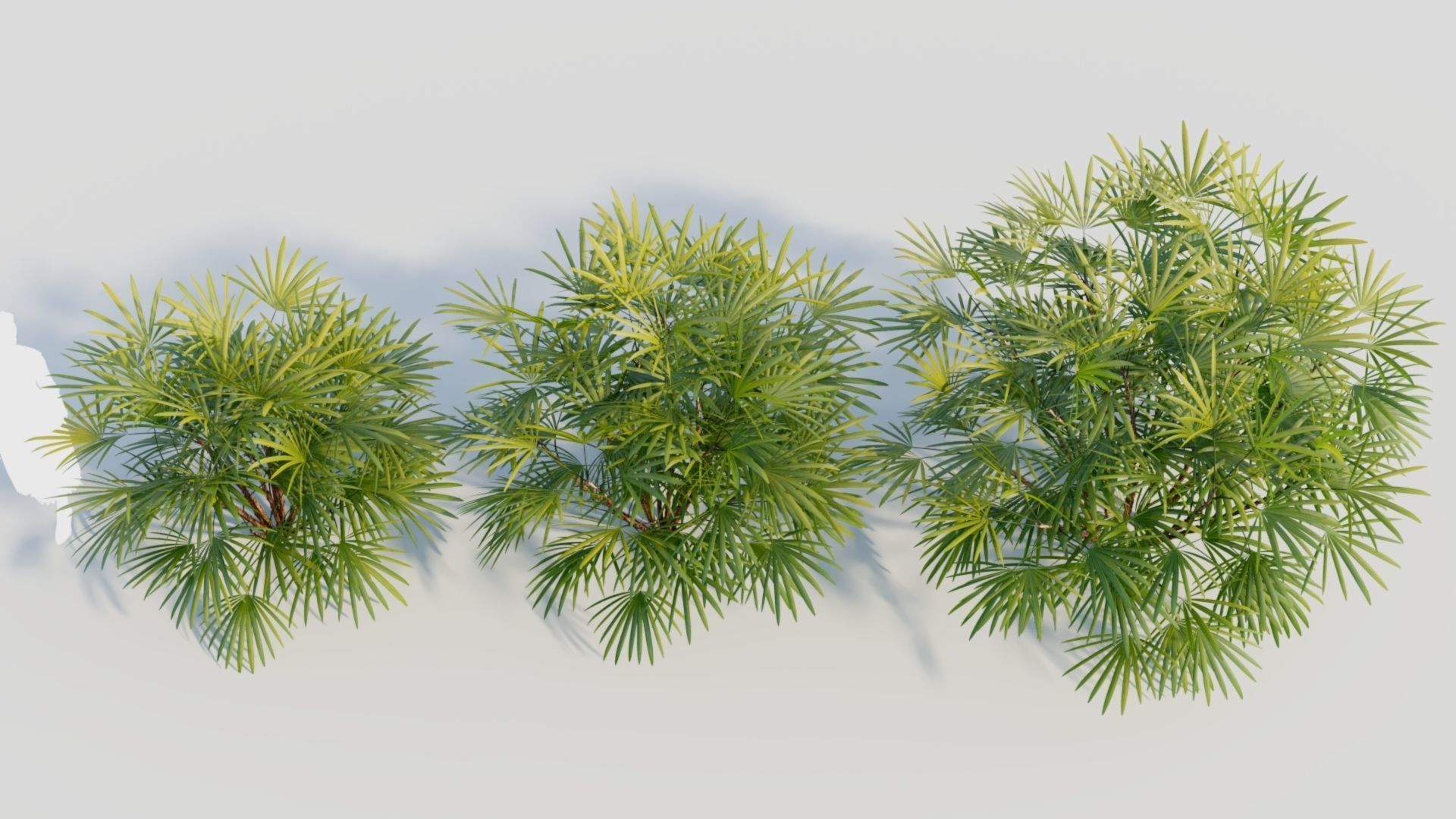 Rhapis humilis b 3D model_3