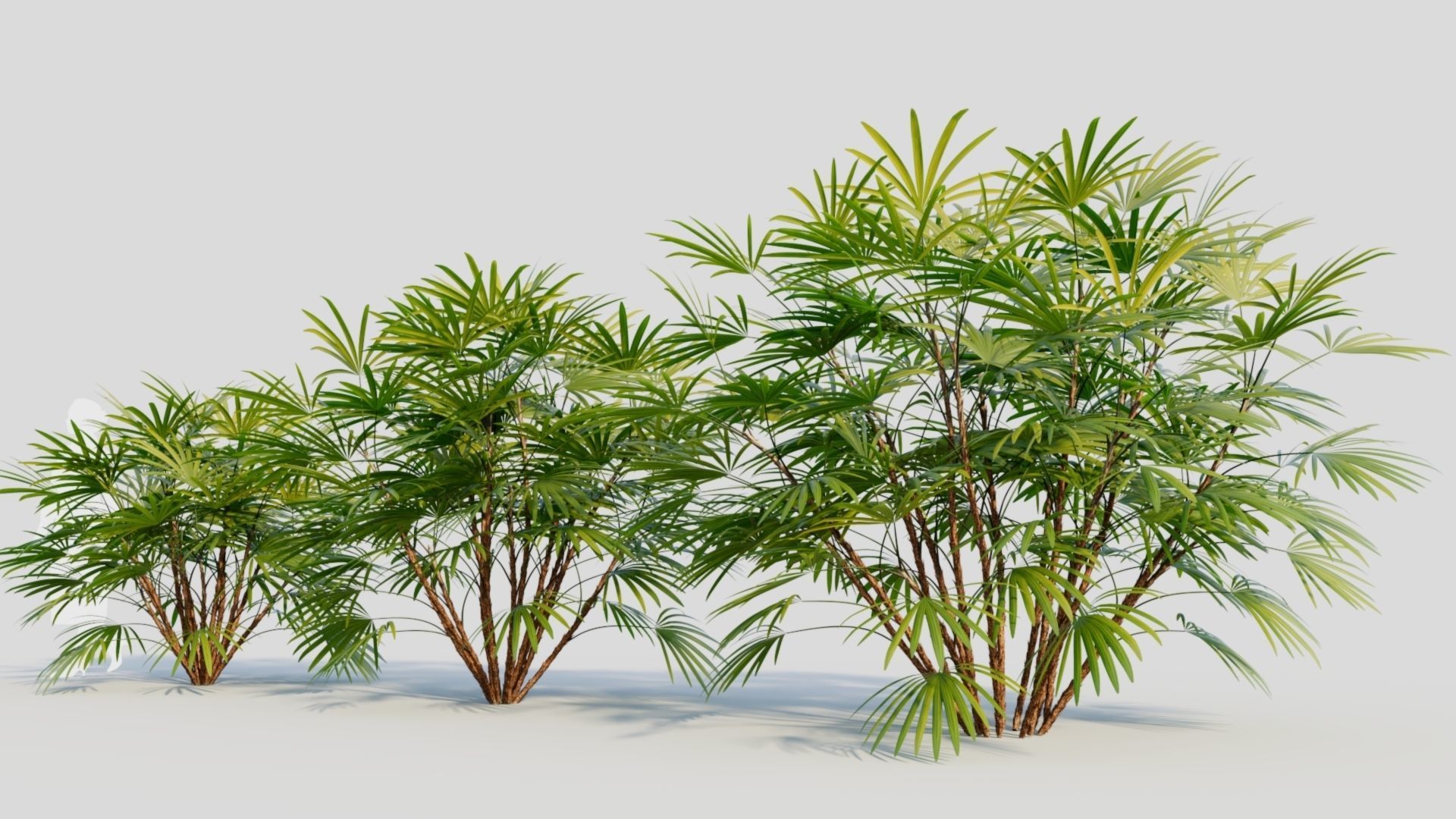 Rhapis humilis b 3D model_2