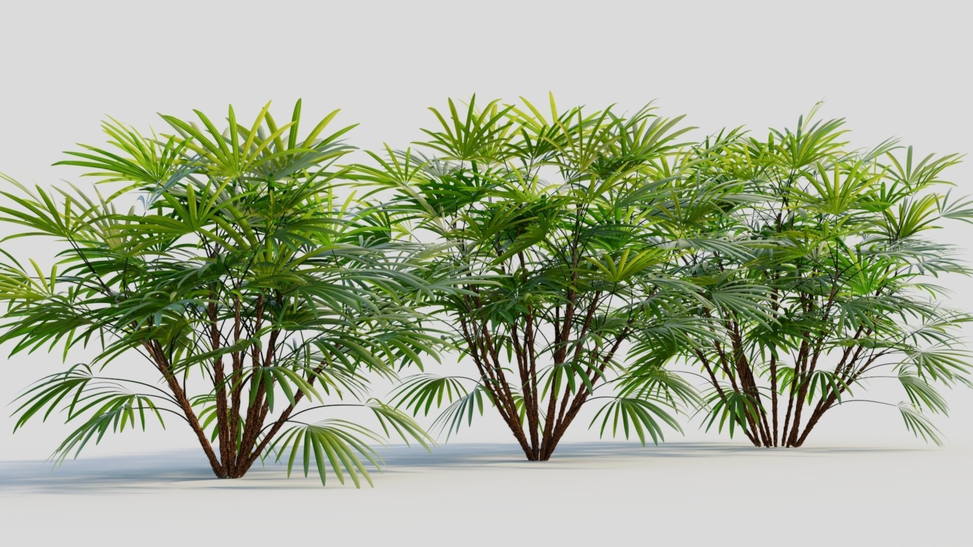 Rhapis humilis b 3D model_4