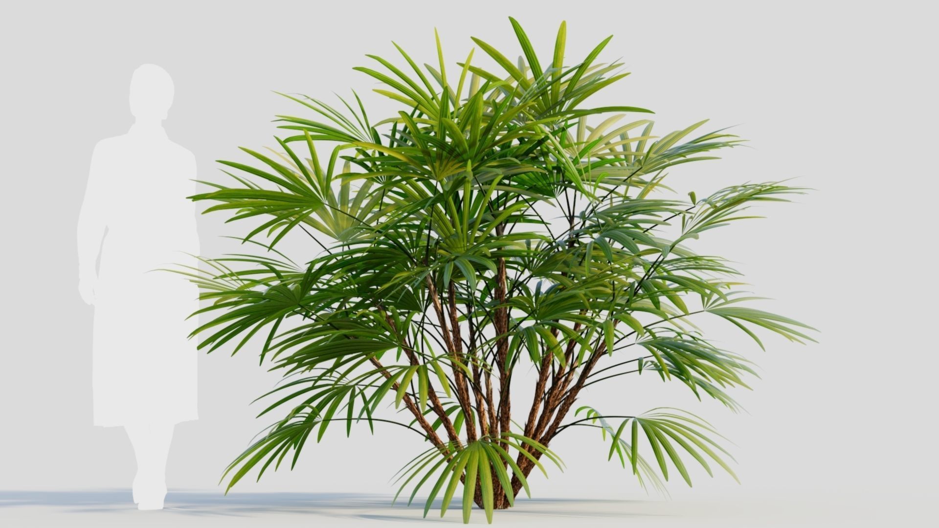 Rhapis humilis b 3D model_6
