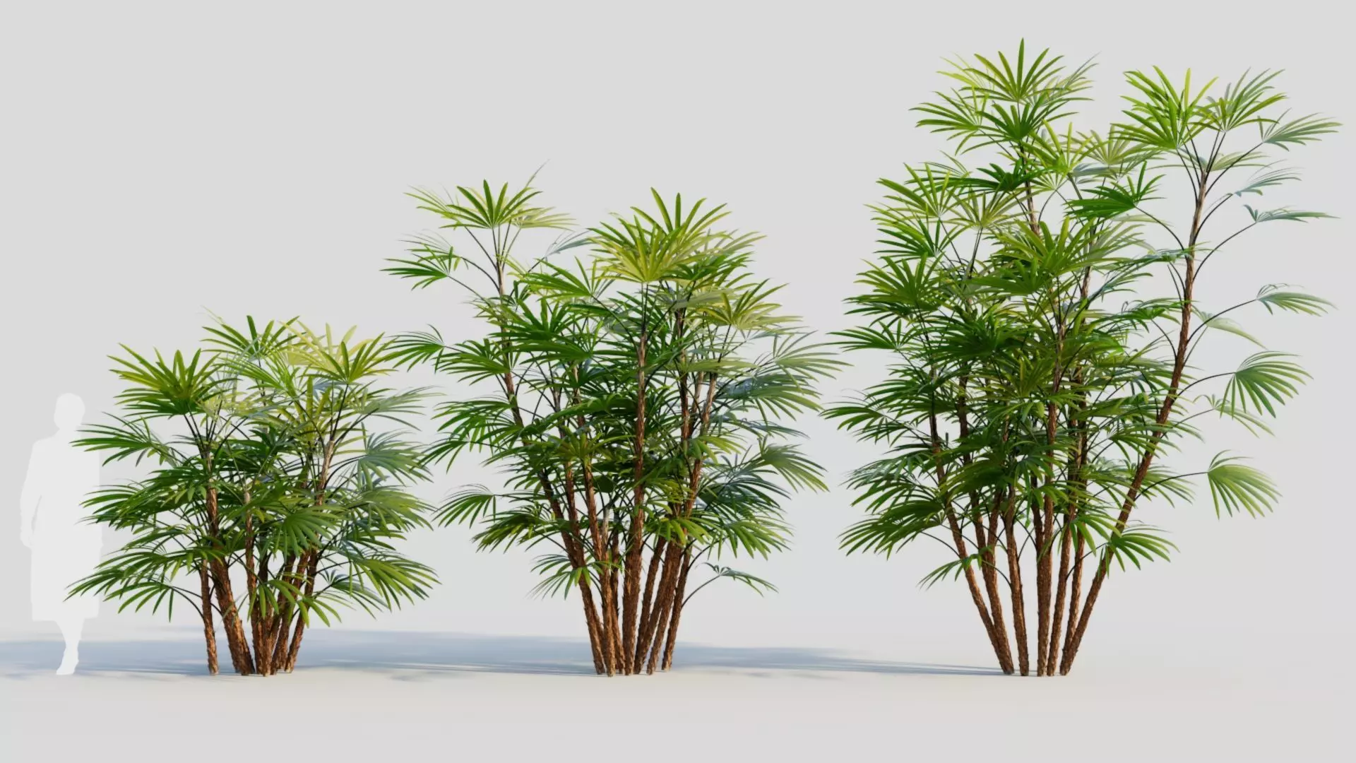 Rhapis humilis c 3D model