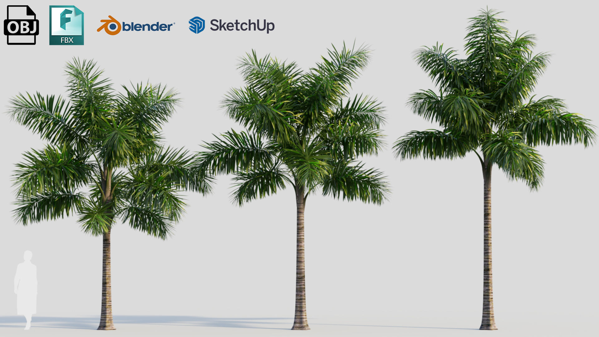 Syagrus sancona a 3D model_1