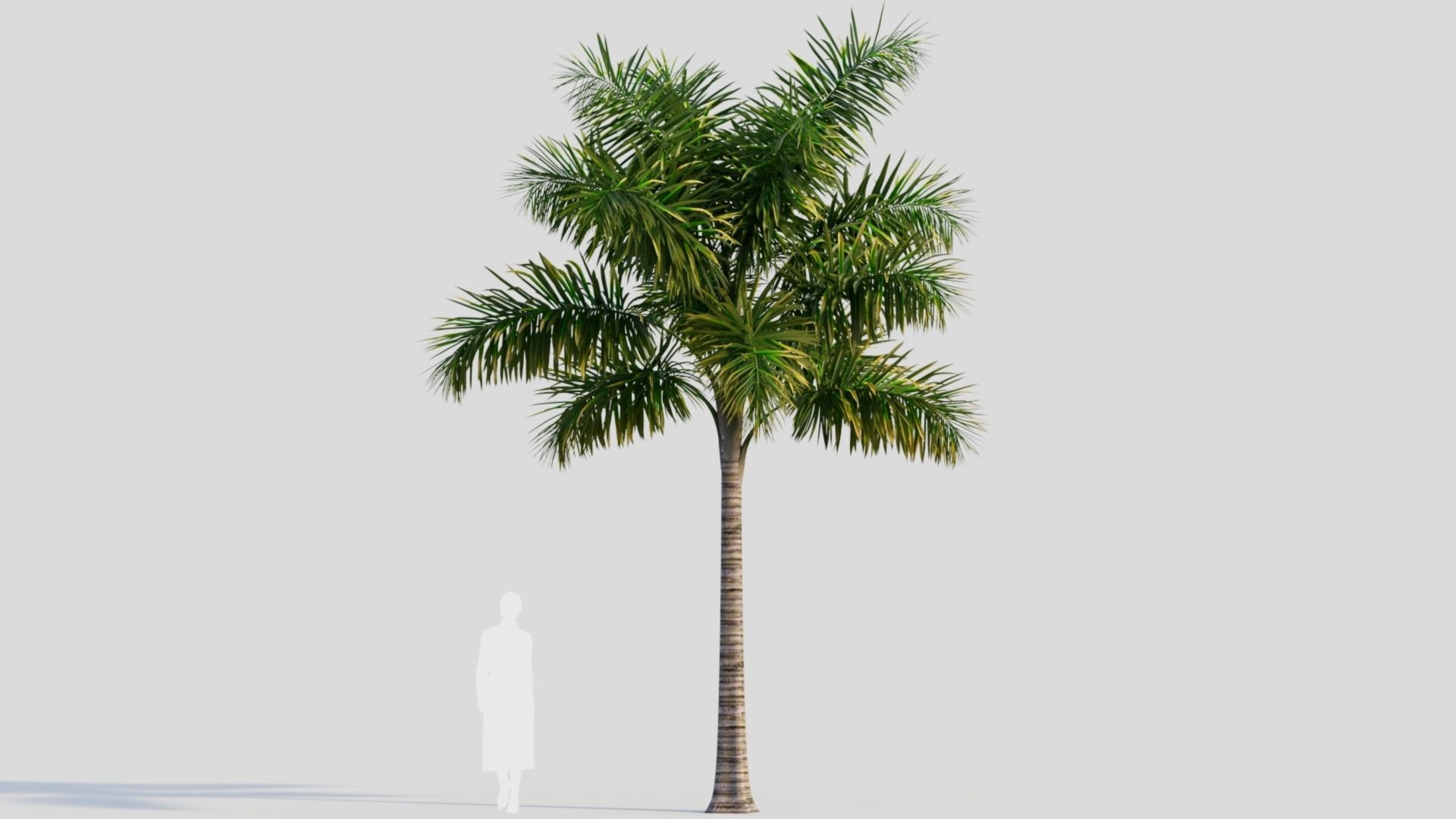 Syagrus sancona a 3D model_7