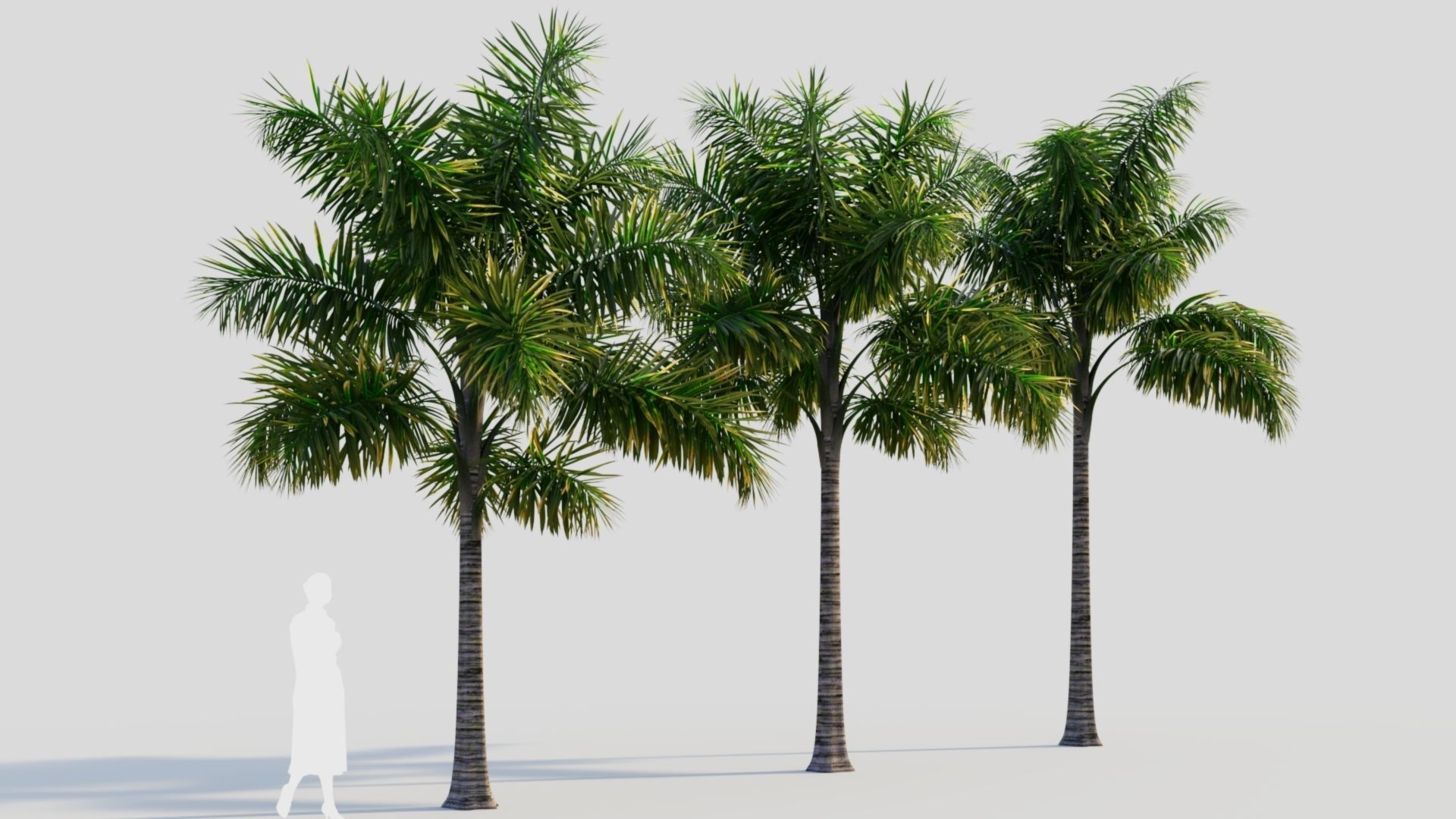 Syagrus sancona a 3D model_4