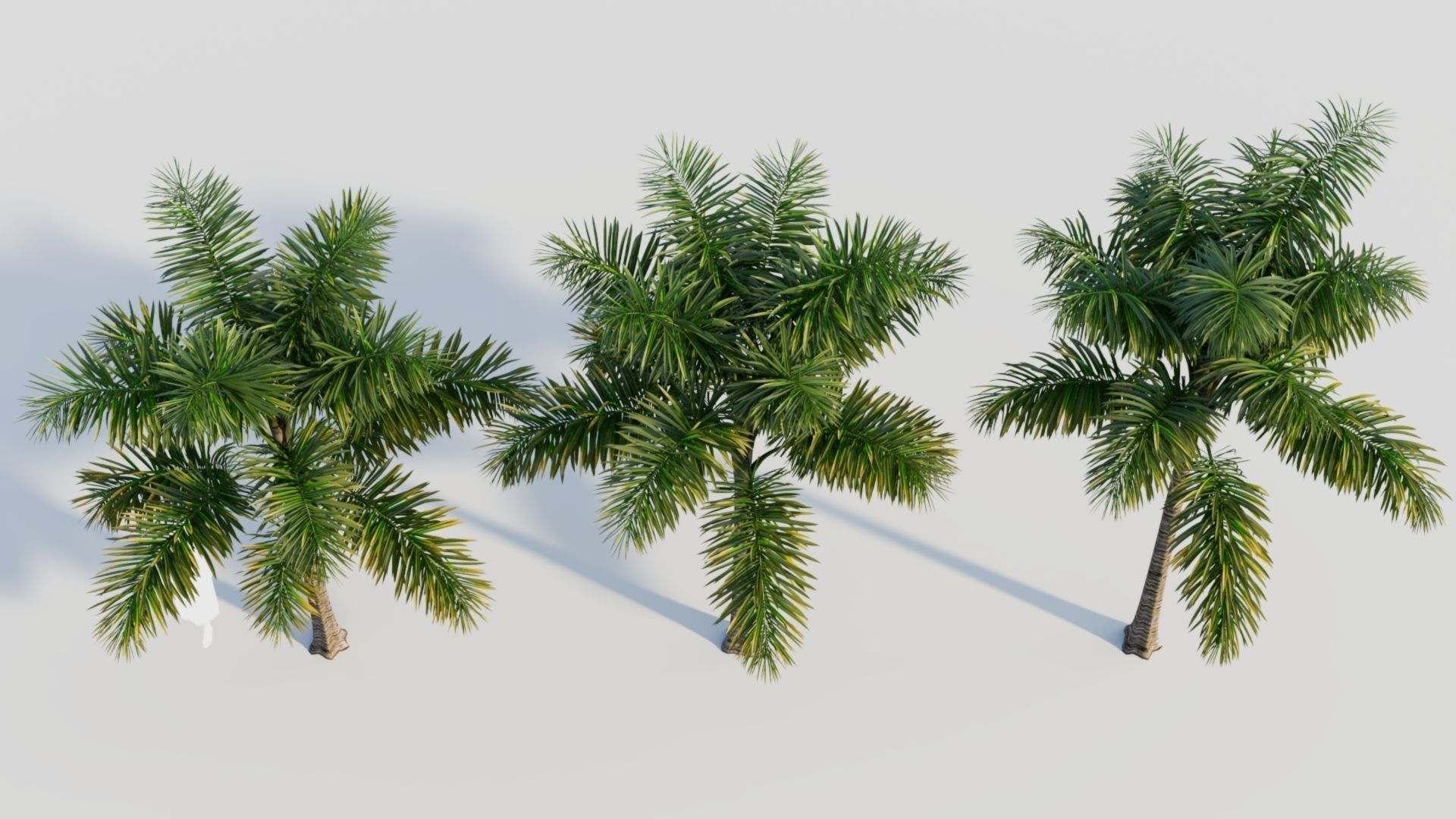 Syagrus sancona a 3D model_3