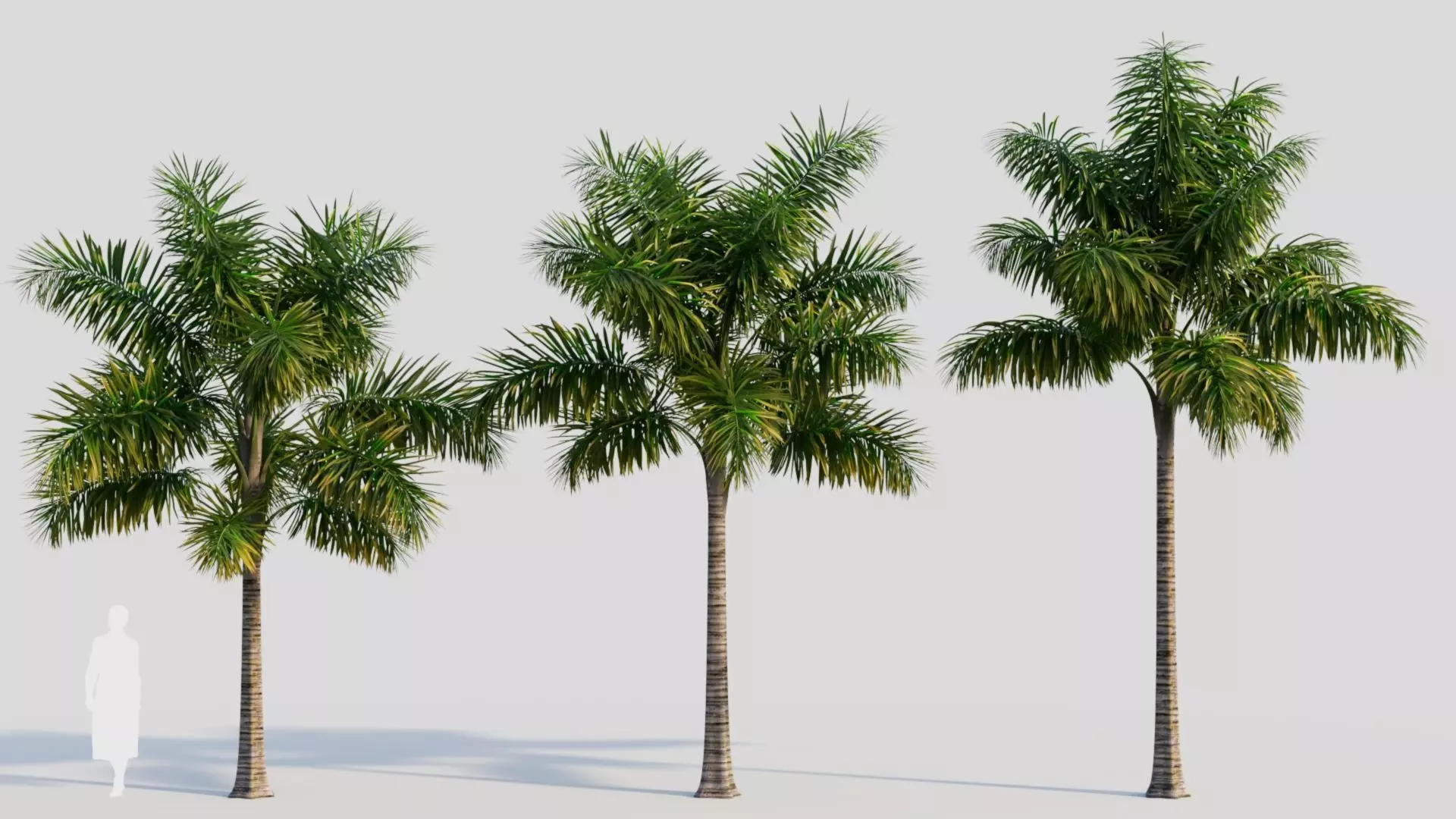 Syagrus sancona a 3D model_0