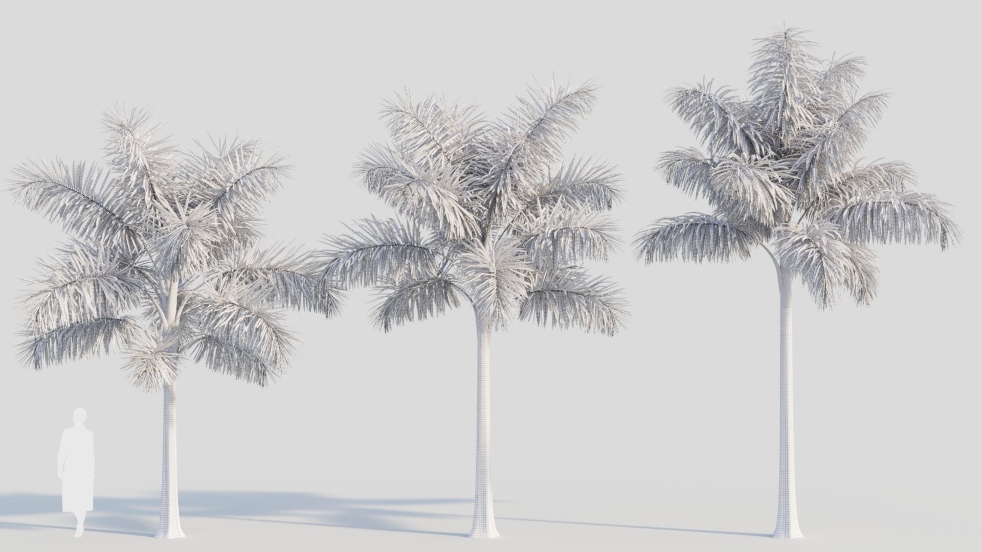 Syagrus sancona a 3D model_9