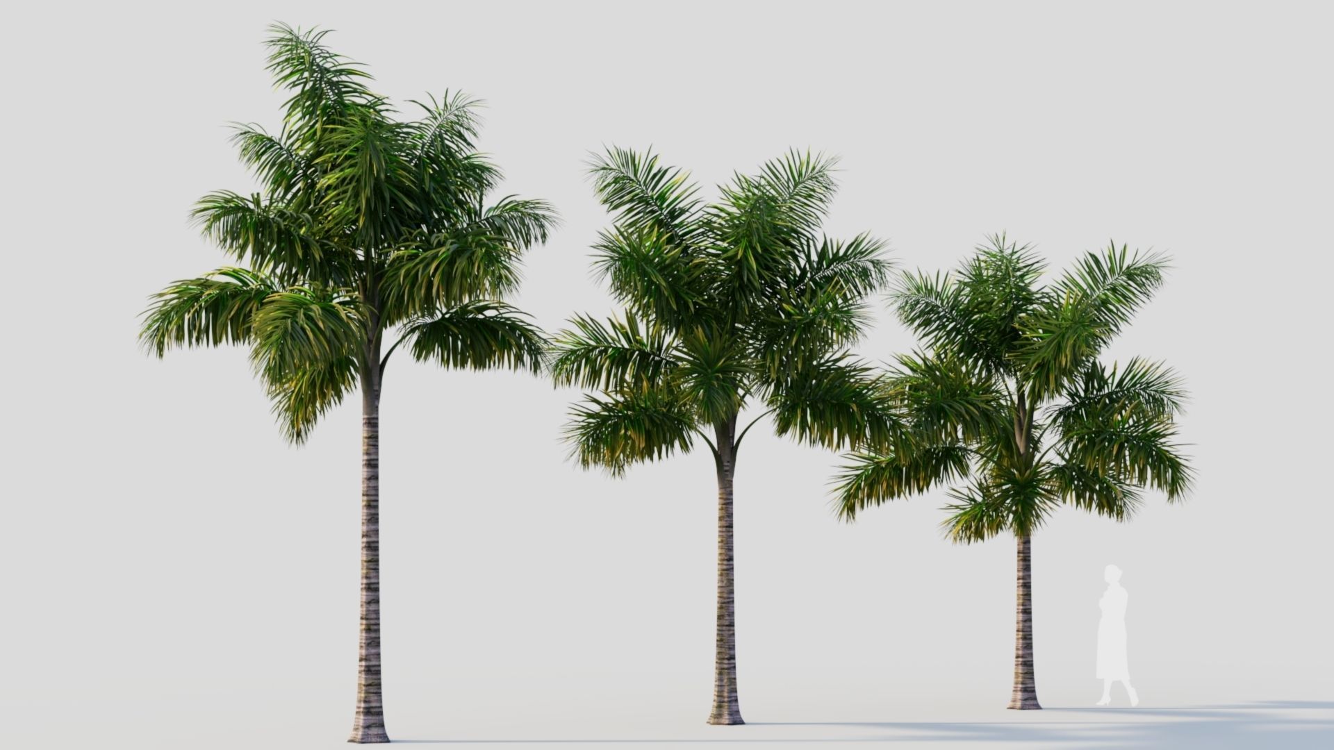 Syagrus sancona a 3D model_5