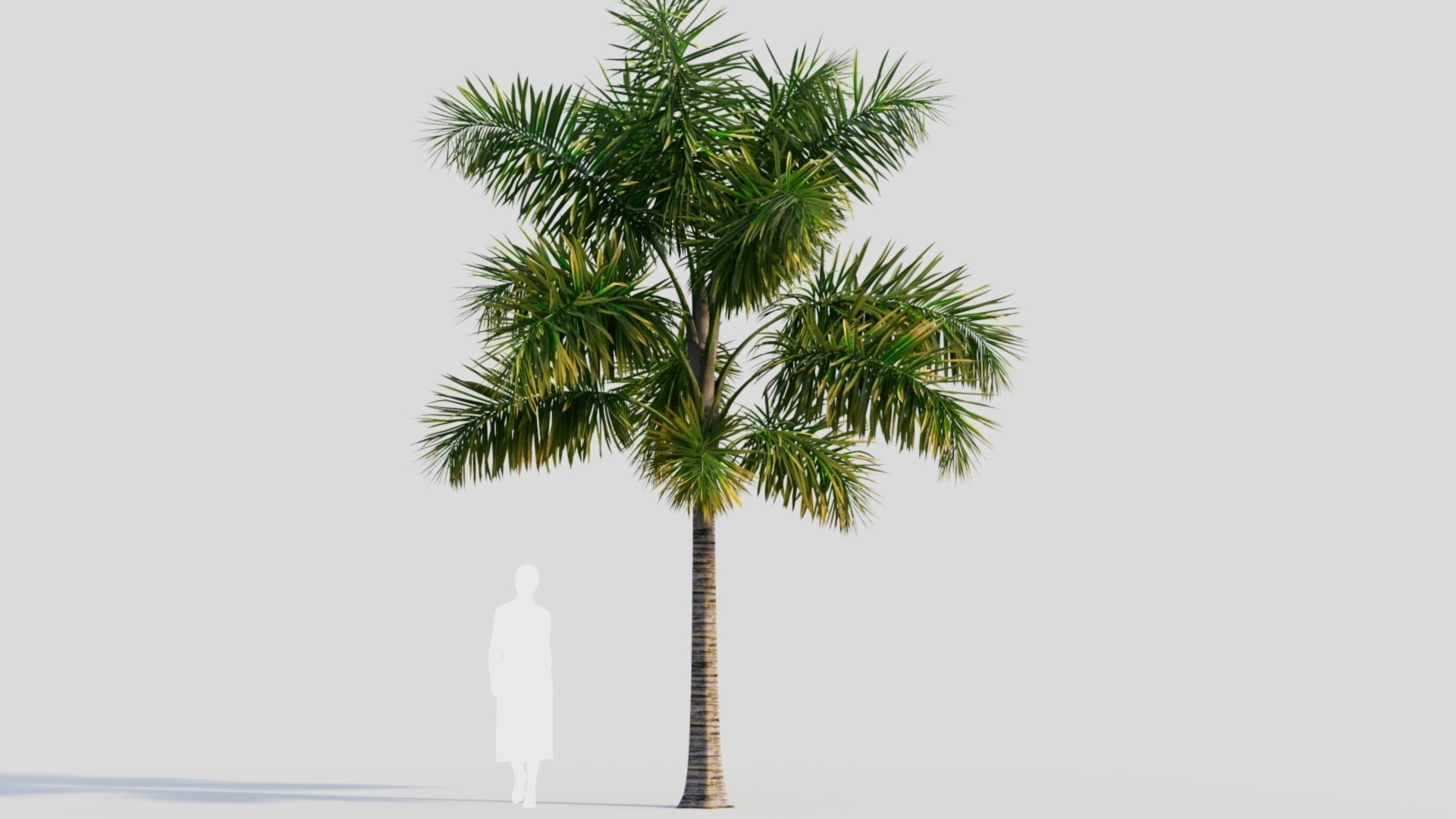 Syagrus sancona a 3D model_6