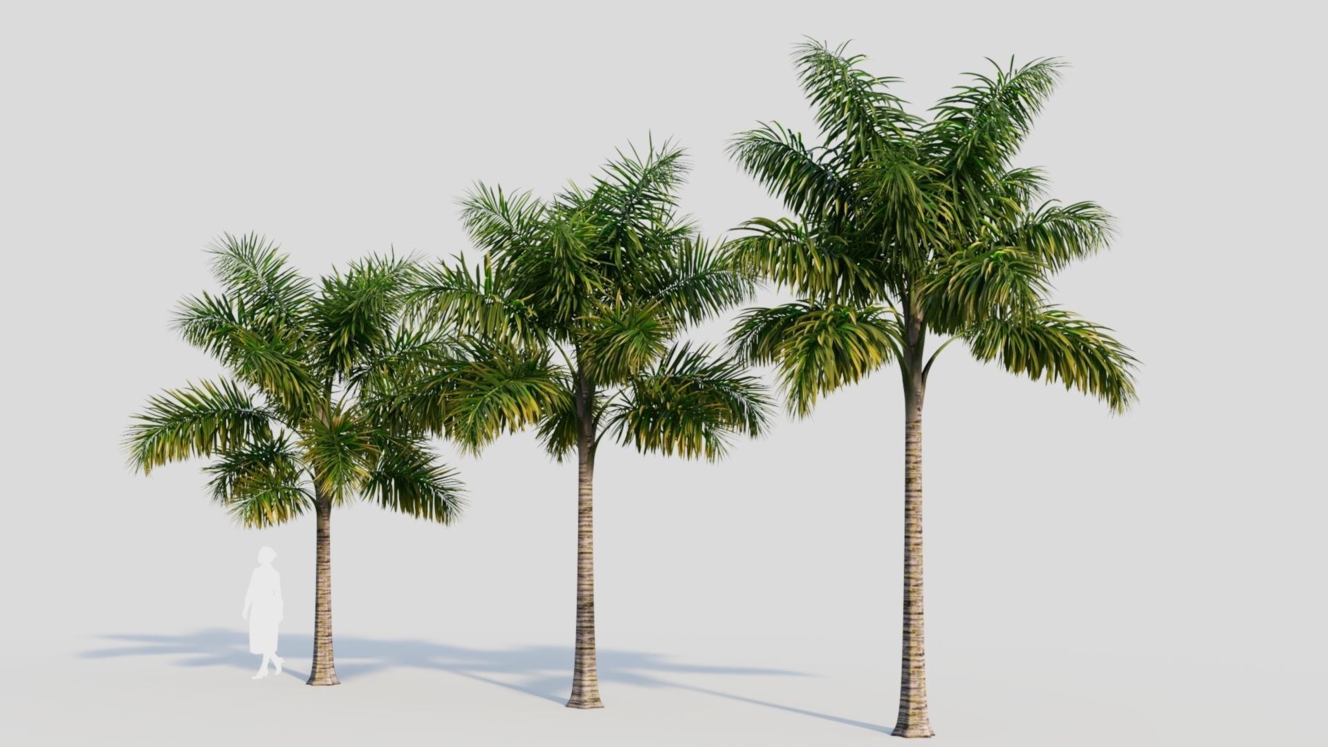 Syagrus sancona a 3D model_2