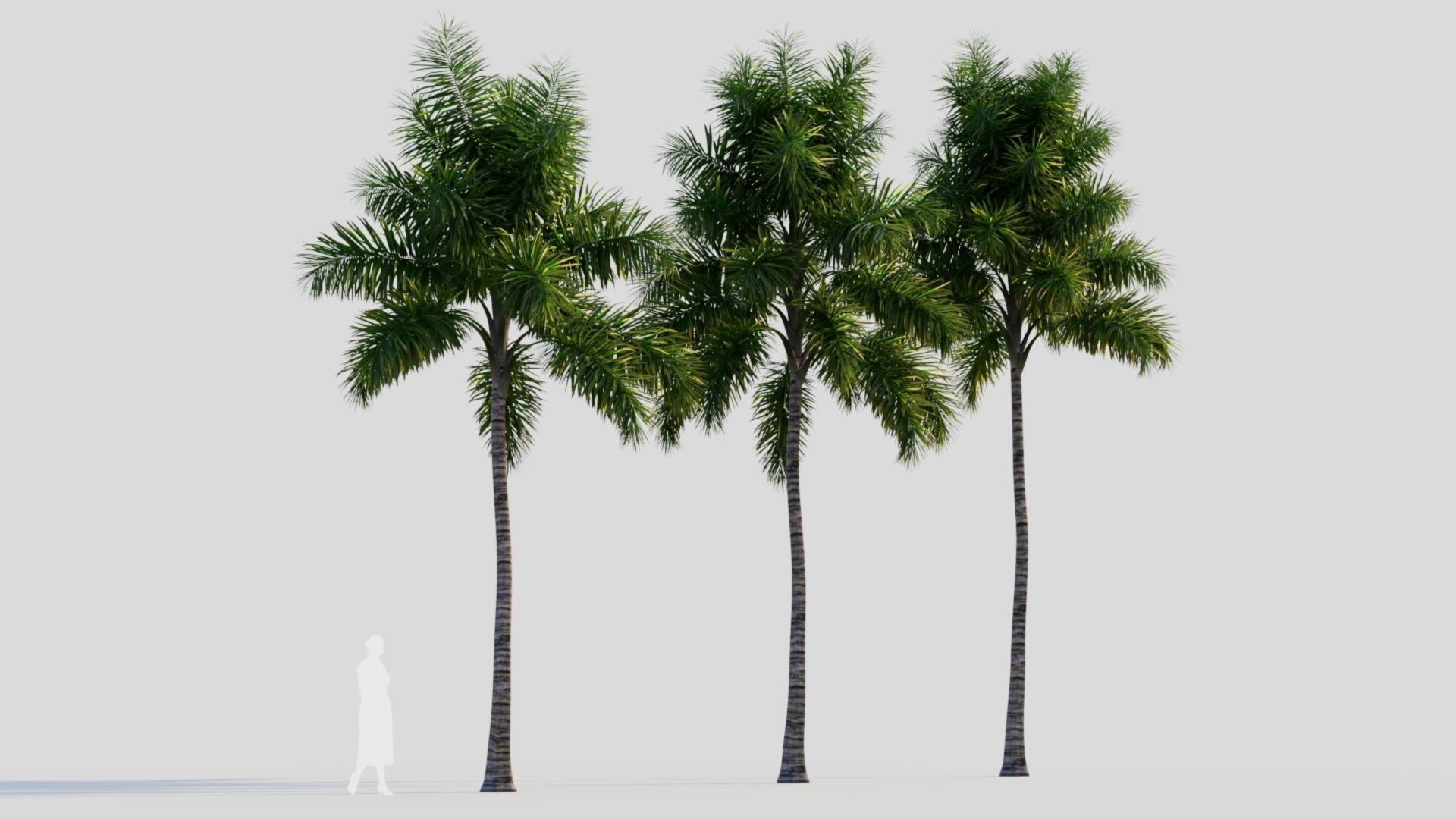 Syagrus sancona b 3D model_4