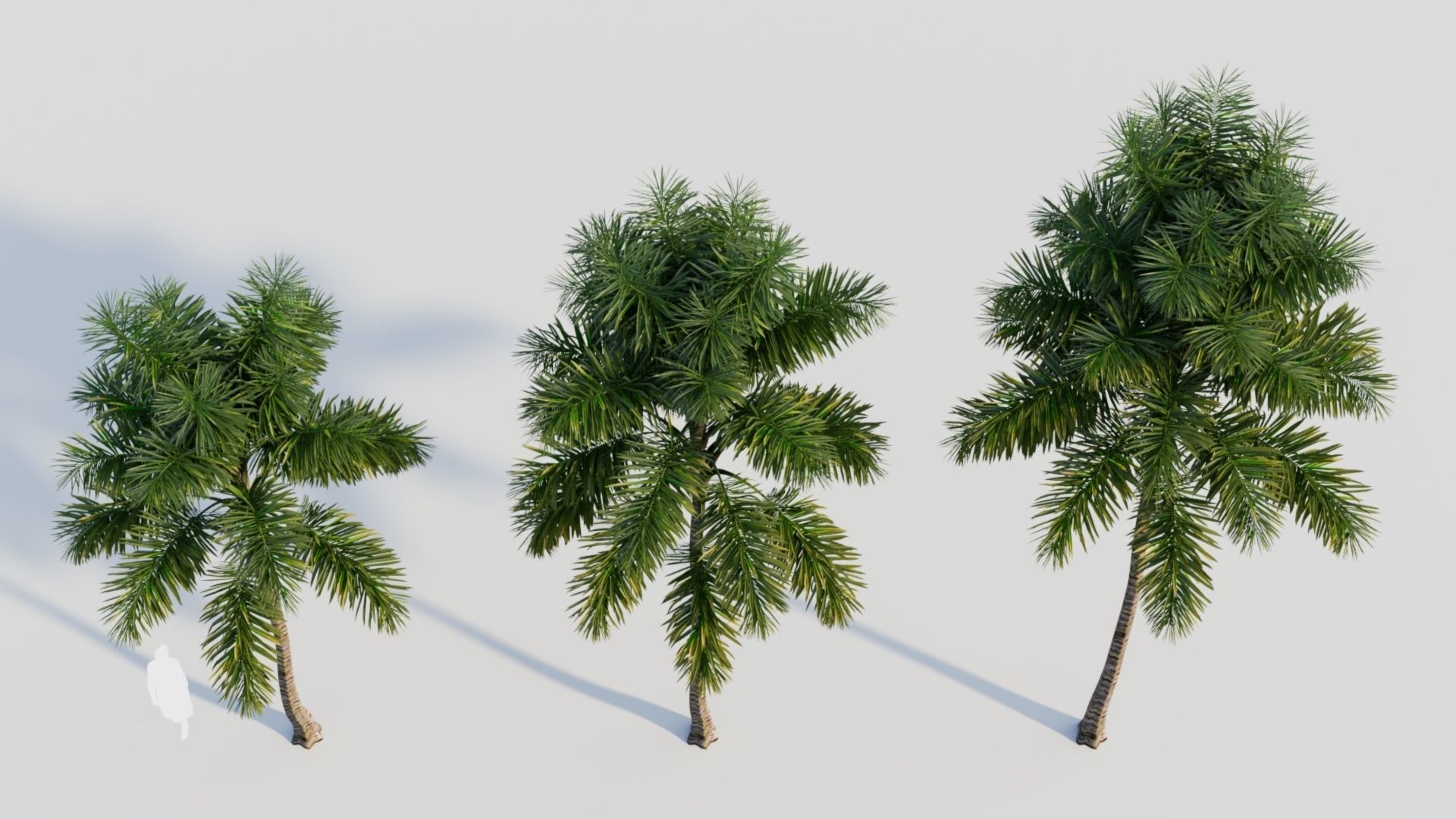 Syagrus sancona b 3D model_3