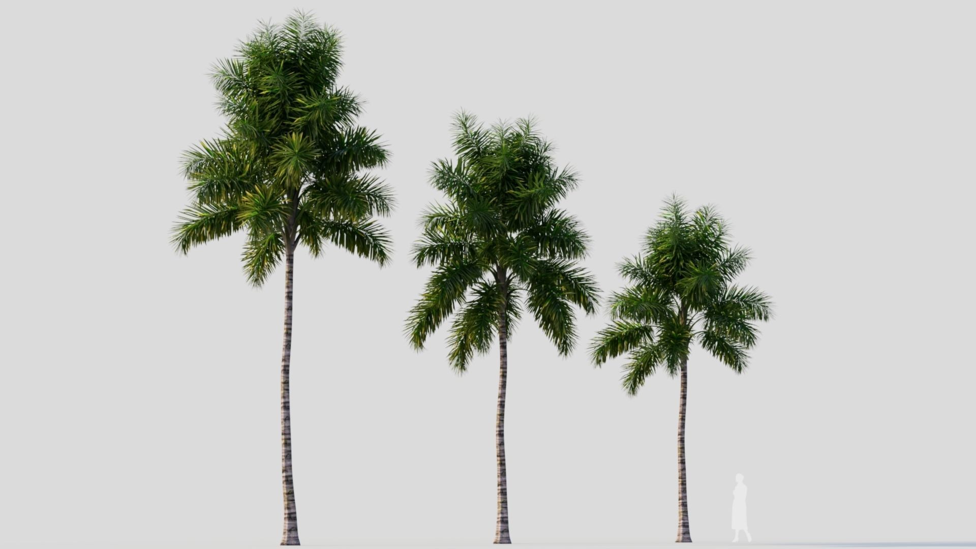 Syagrus sancona b 3D model_5