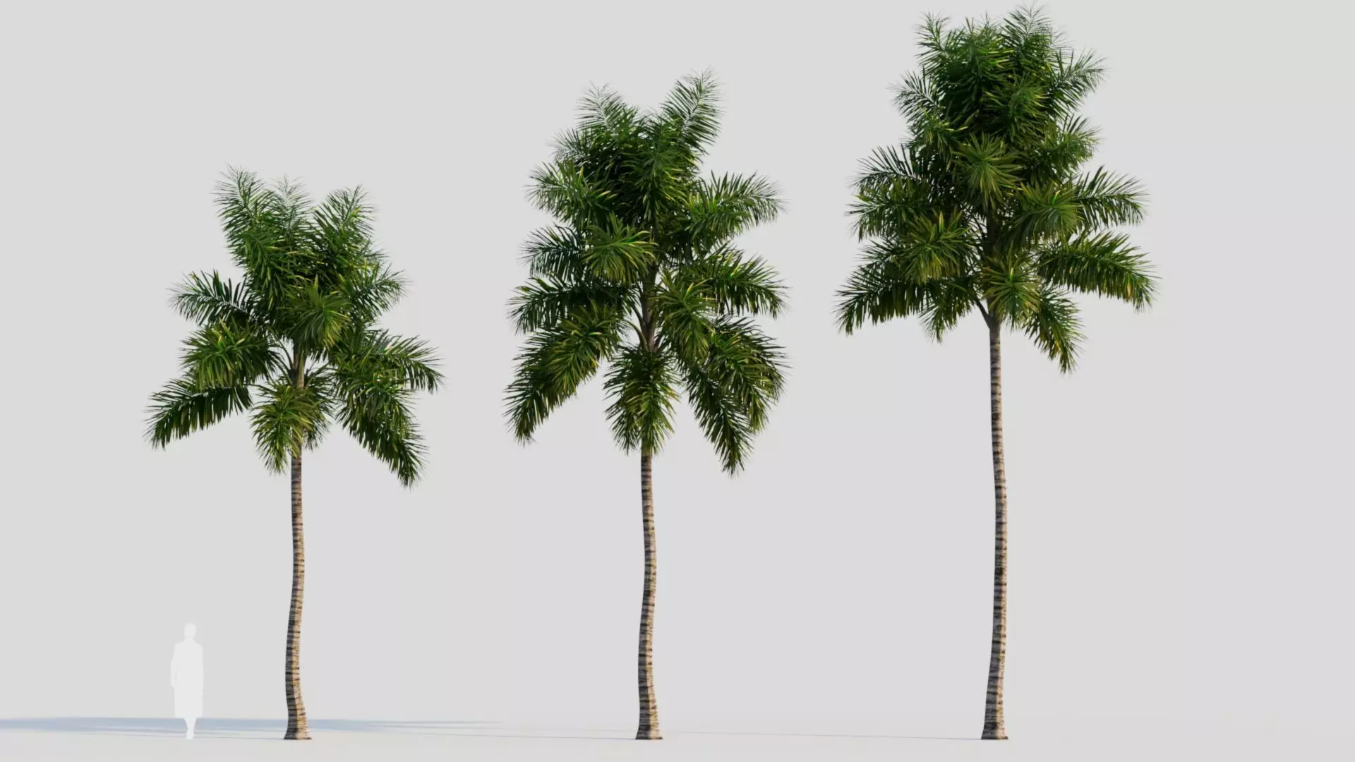 Syagrus sancona b 3D model_0