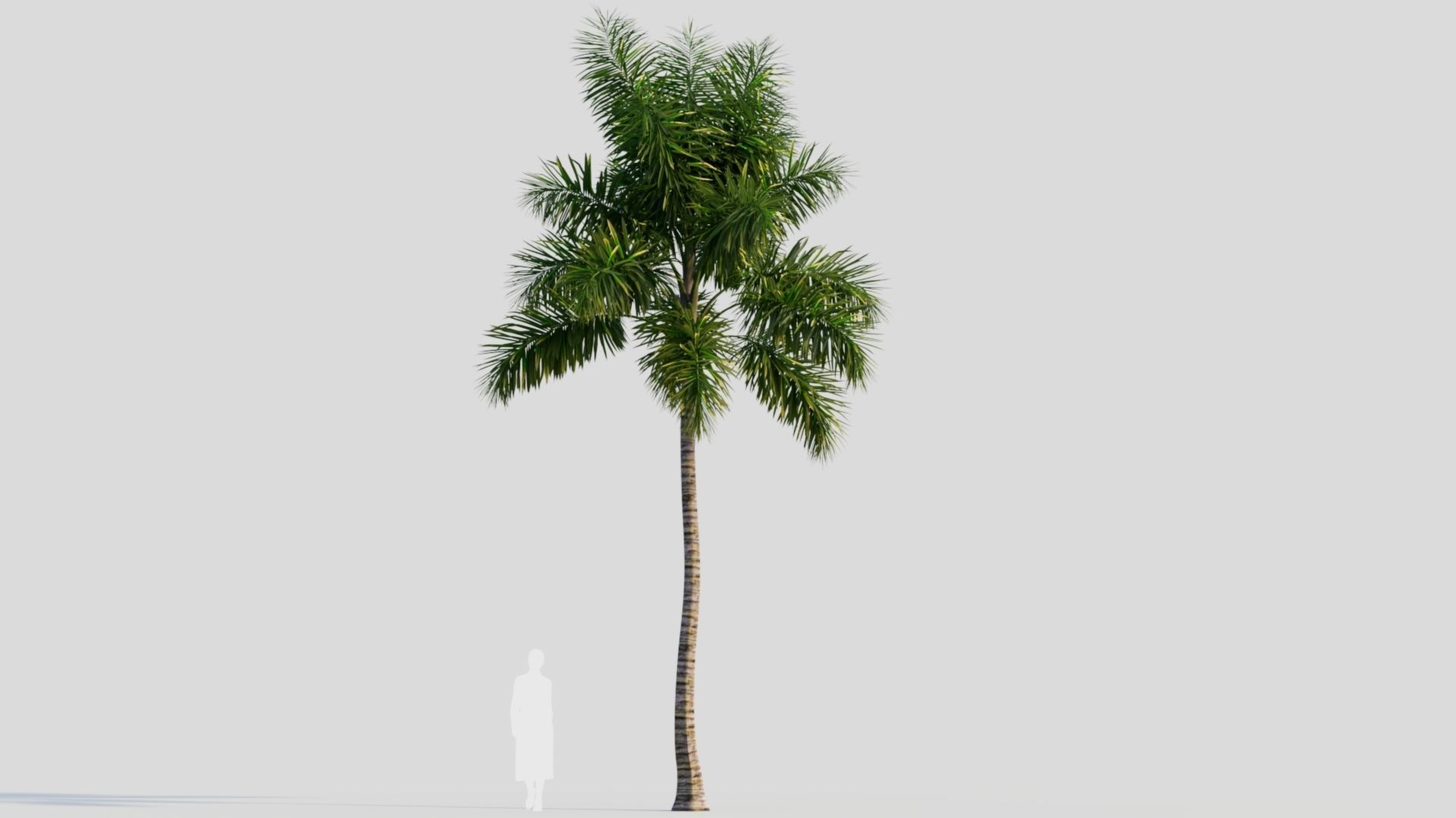 Syagrus sancona b 3D model_6