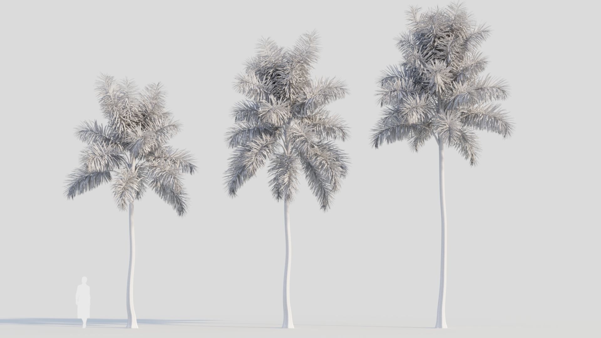 Syagrus sancona b 3D model_9