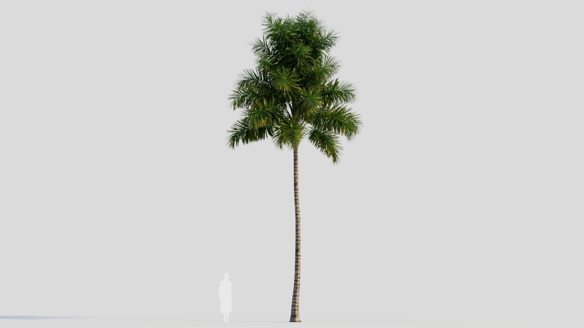 Syagrus sancona b 3D model_8