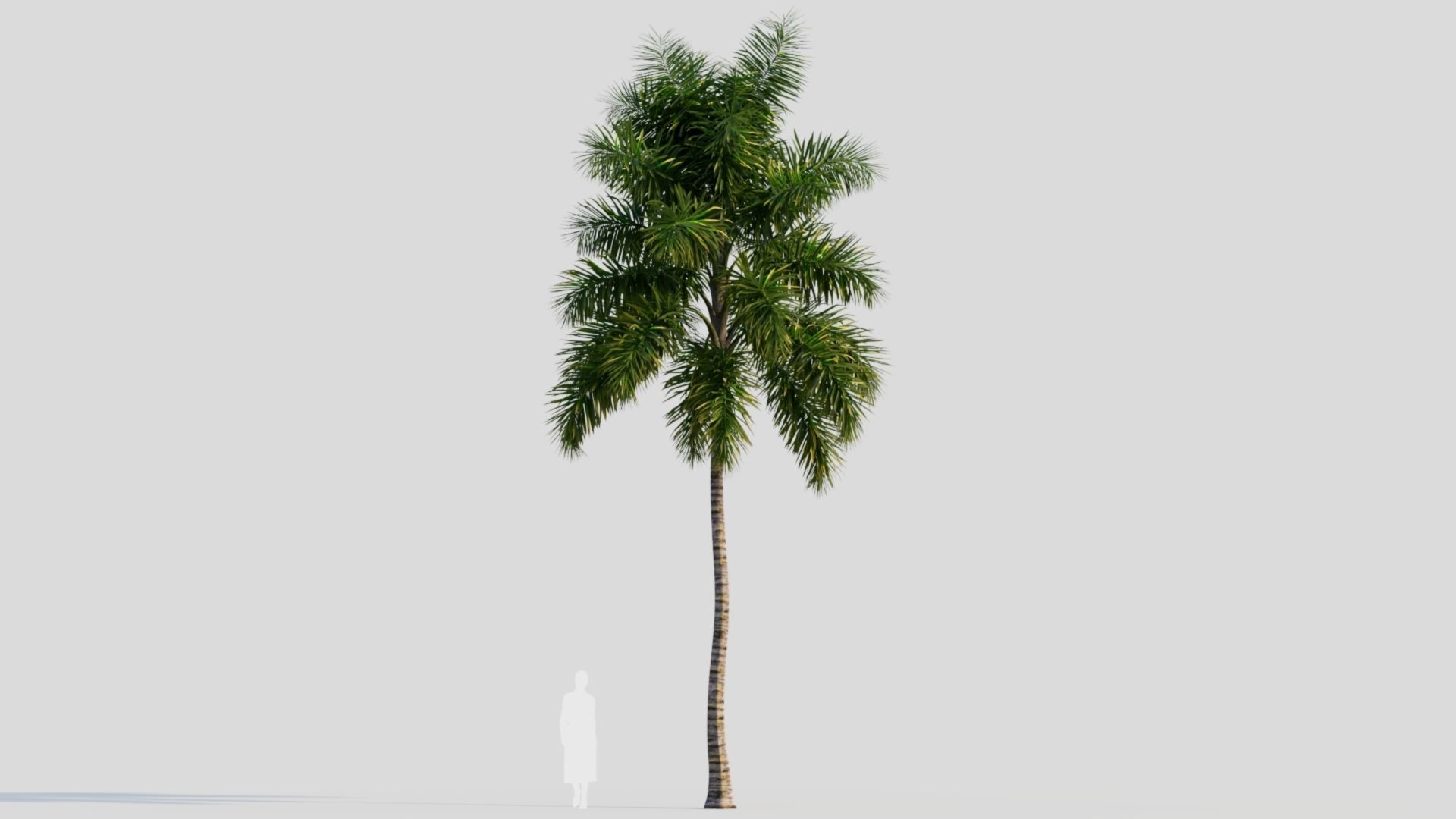 Syagrus sancona b 3D model_7