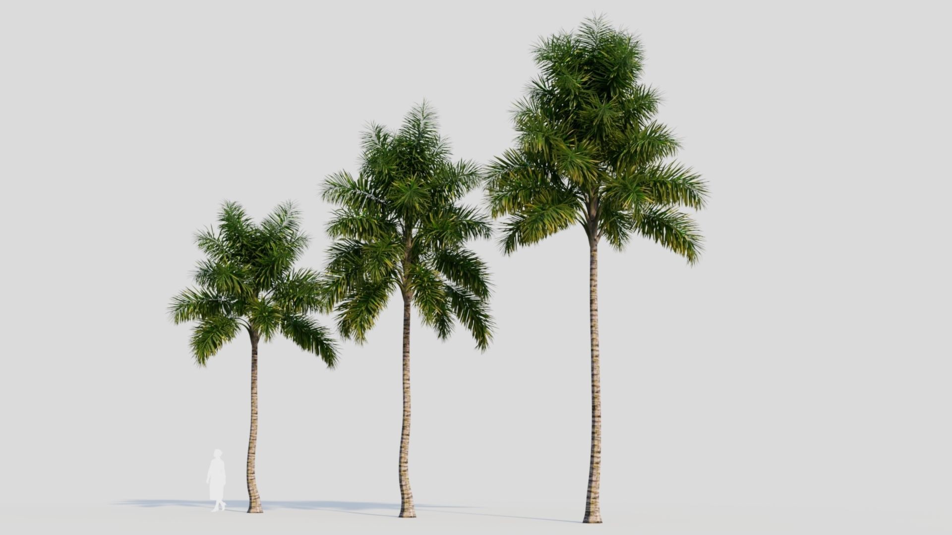 Syagrus sancona b 3D model_2