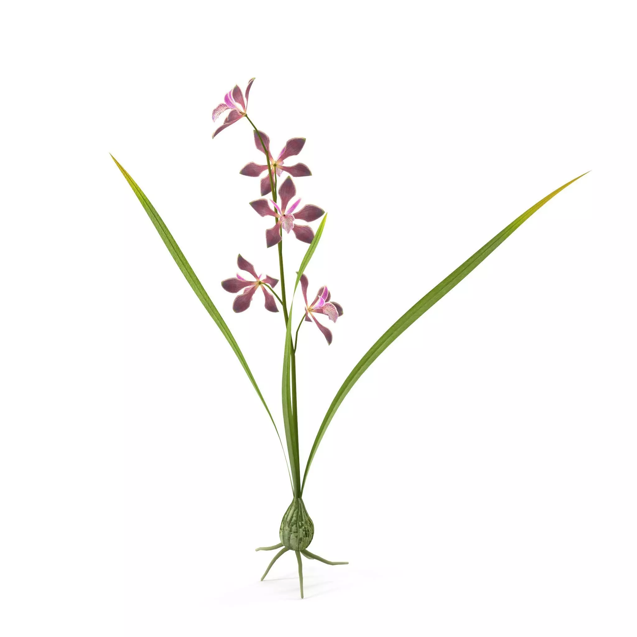 Encyclia bractescens single 3D model_0