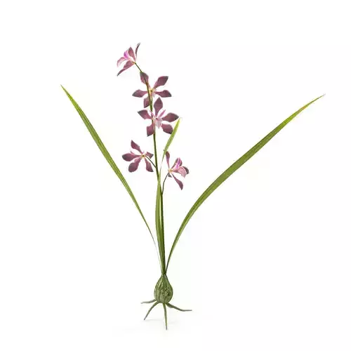 Encyclia bractescens single
