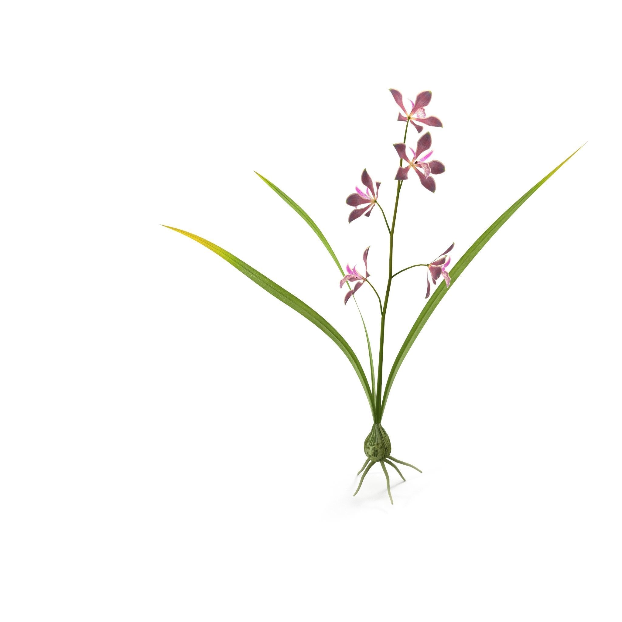 Encyclia bractescens single 3D model_4