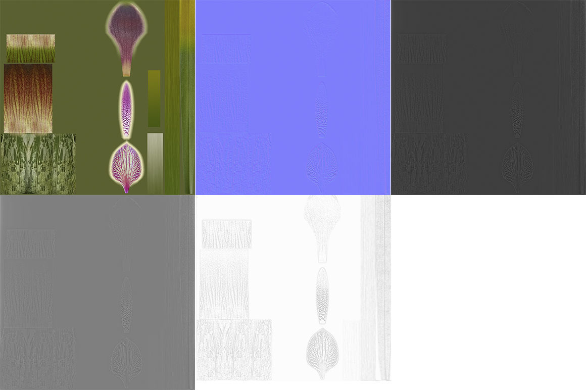 Encyclia bractescens single 3D model_9