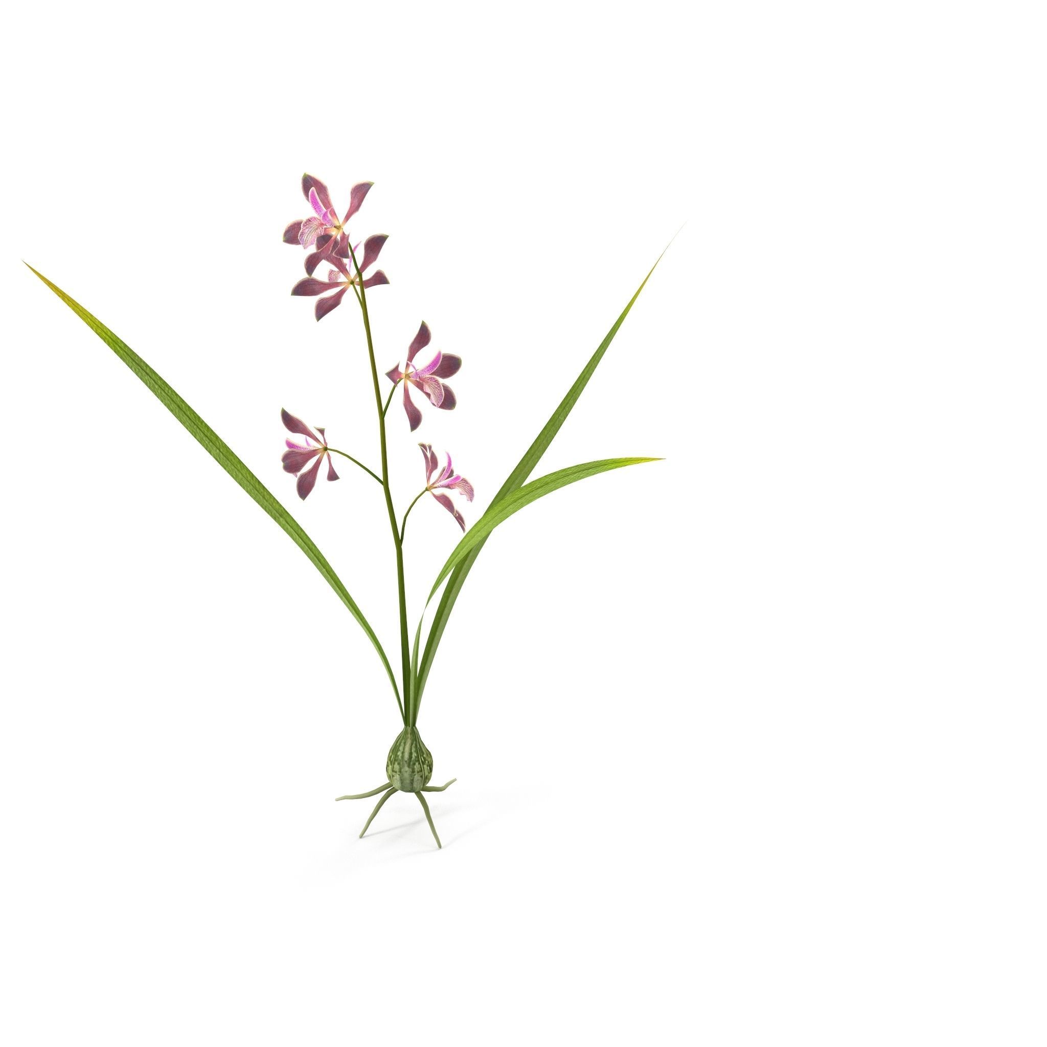 Encyclia bractescens single 3D model_6