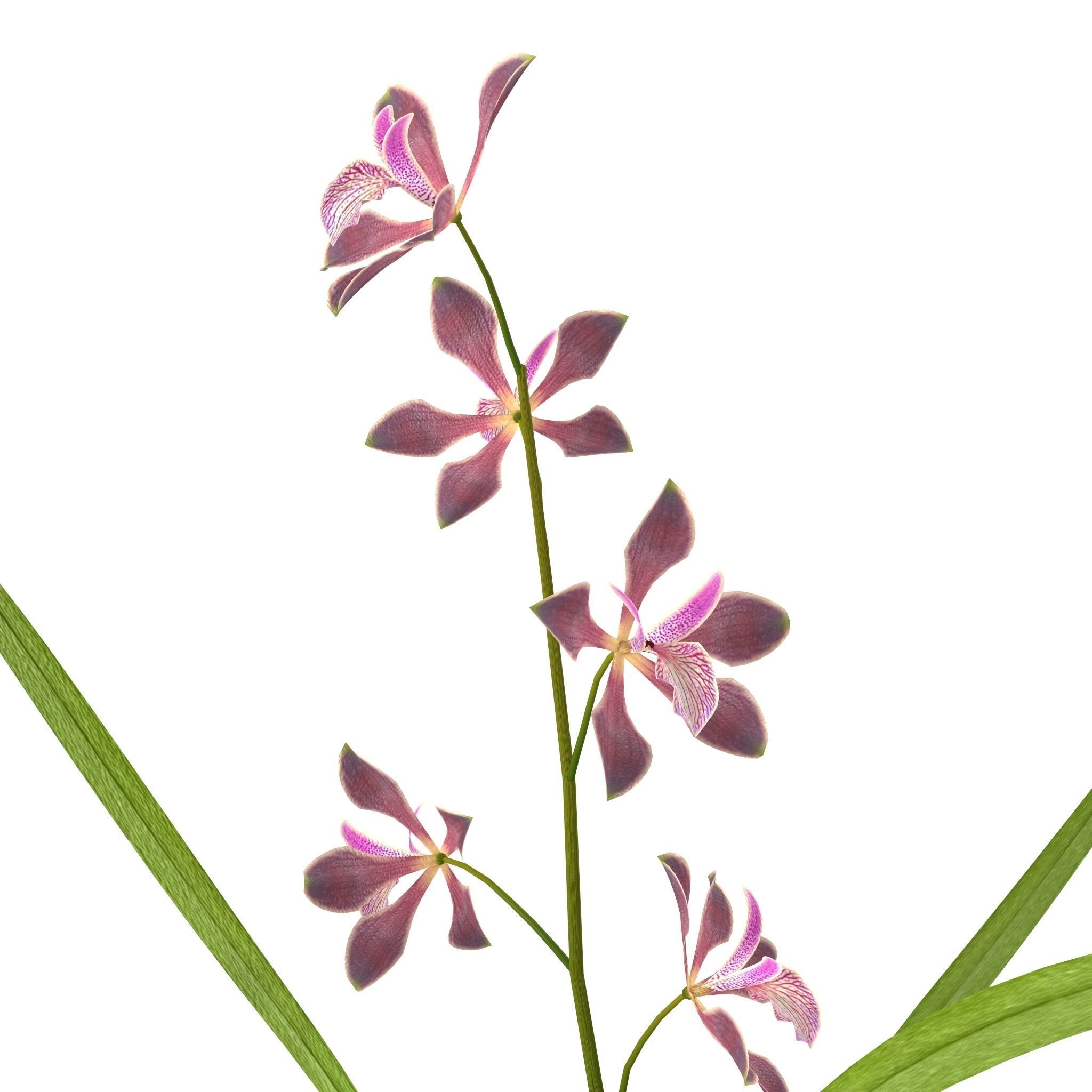 Encyclia bractescens single 3D model_1
