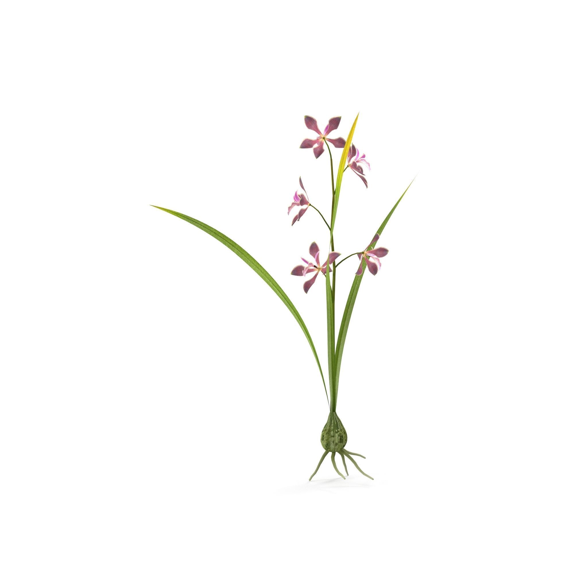 Encyclia bractescens single 3D model_3